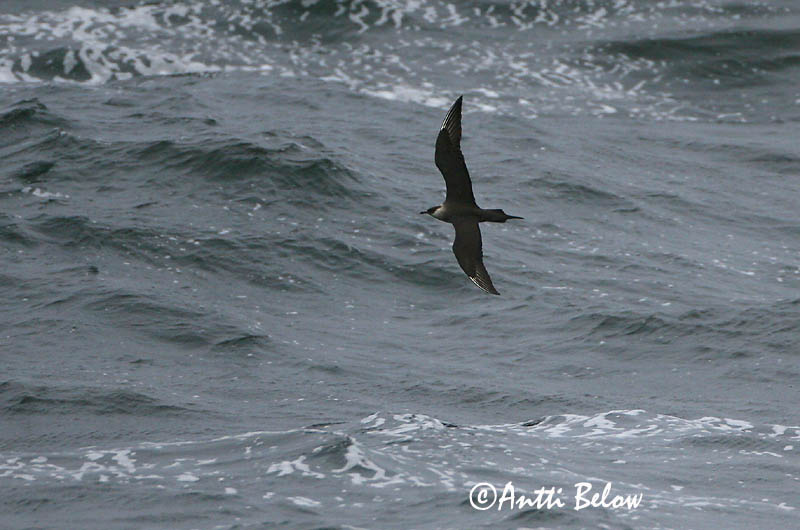 Avainsanat: Paràsit cuapunxegut Kleine jager Arctic Skua Parasitic Skua Söödikänn Merikihu Labbe parasite Schmarotzerraubmöwe Tyvjo Stercorarius parasiticus Págalo Parásito Labb Kustlabb