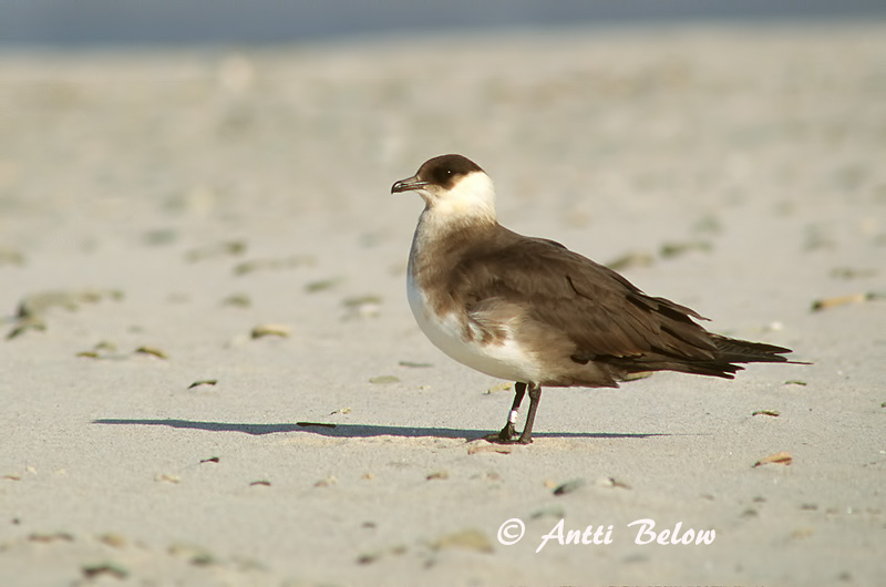 Avainsanat: Paràsit cuapunxegut Kleine jager Arctic Skua Parasitic Skua Söödikänn Merikihu Labbe parasite Schmarotzerraubmöwe Tyvjo Stercorarius parasiticus Págalo Parásito Labb Kustlabb