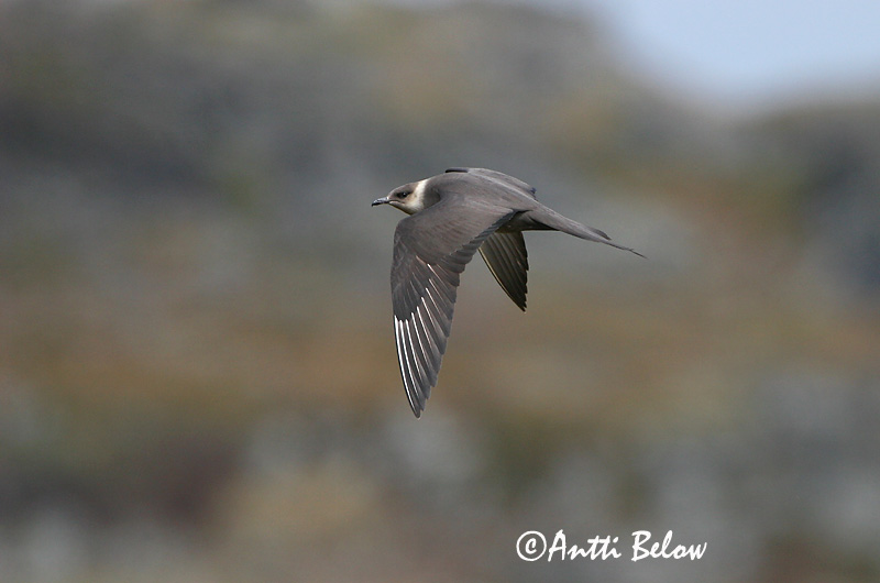 Avainsanat: Paràsit cuapunxegut Kleine jager Arctic Skua Parasitic Skua Söödikänn Merikihu Labbe parasite Schmarotzerraubmöwe Tyvjo Stercorarius parasiticus Págalo Parásito Labb Kustlabb