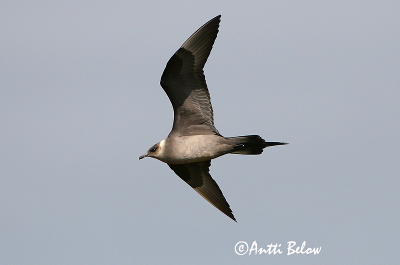 Avainsanat: Paràsit cuapunxegut Kleine jager Arctic Skua Parasitic Skua Söödikänn Merikihu Labbe parasite Schmarotzerraubmöwe Tyvjo Stercorarius parasiticus Págalo Parásito Labb Kustlabb