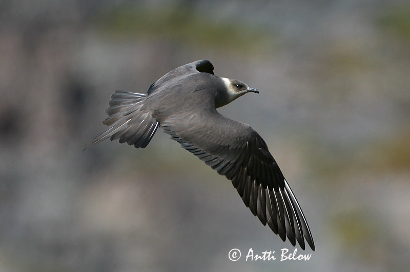 Avainsanat: Paràsit cuapunxegut Kleine jager Arctic Skua Parasitic Skua Söödikänn Merikihu Labbe parasite Schmarotzerraubmöwe Tyvjo Stercorarius parasiticus Págalo Parásito Labb Kustlabb