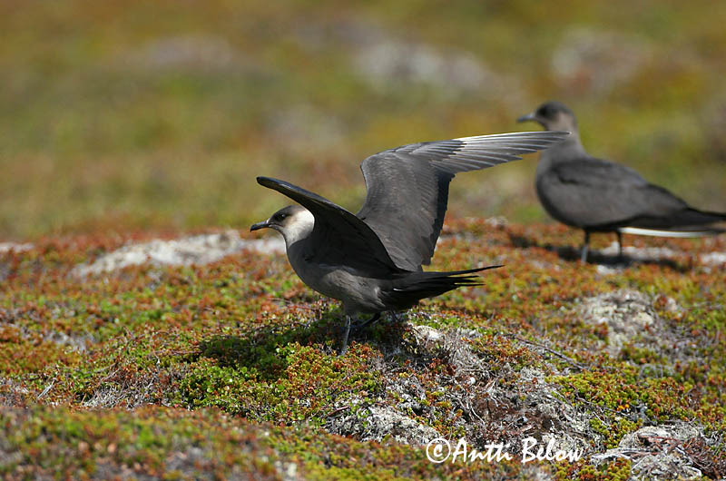 Avainsanat: Paràsit cuapunxegut Kleine jager Arctic Skua Parasitic Skua Söödikänn Merikihu Labbe parasite Schmarotzerraubmöwe Tyvjo Stercorarius parasiticus Págalo Parásito Labb Kustlabb