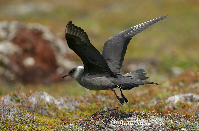 Avainsanat: Paràsit cuapunxegut Kleine jager Arctic Skua Parasitic Skua Söödikänn Merikihu Labbe parasite Schmarotzerraubmöwe Tyvjo Stercorarius parasiticus Págalo Parásito Labb Kustlabb