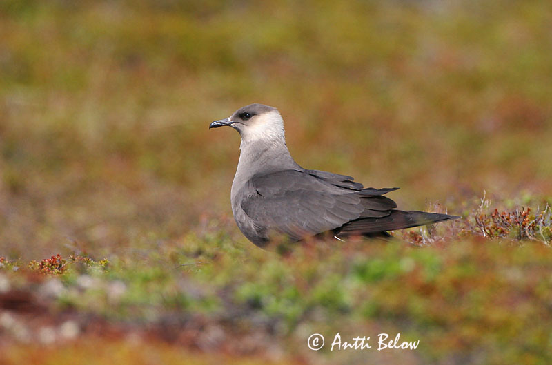 Avainsanat: Paràsit cuapunxegut Kleine jager Arctic Skua Parasitic Skua Söödikänn Merikihu Labbe parasite Schmarotzerraubmöwe Tyvjo Stercorarius parasiticus Págalo Parásito Labb Kustlabb