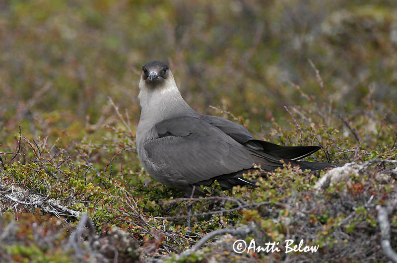Avainsanat: Paràsit cuapunxegut Kleine jager Arctic Skua Parasitic Skua Söödikänn Merikihu Labbe parasite Schmarotzerraubmöwe Tyvjo Stercorarius parasiticus Págalo Parásito Labb Kustlabb