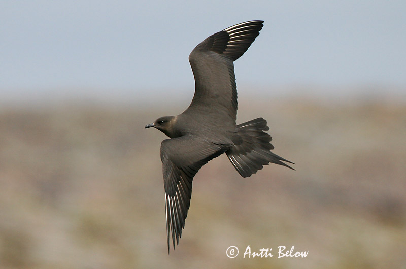 Avainsanat: Paràsit cuapunxegut Kleine jager Arctic Skua Parasitic Skua Söödikänn Merikihu Labbe parasite Schmarotzerraubmöwe Tyvjo Stercorarius parasiticus Págalo Parásito Labb Kustlabb