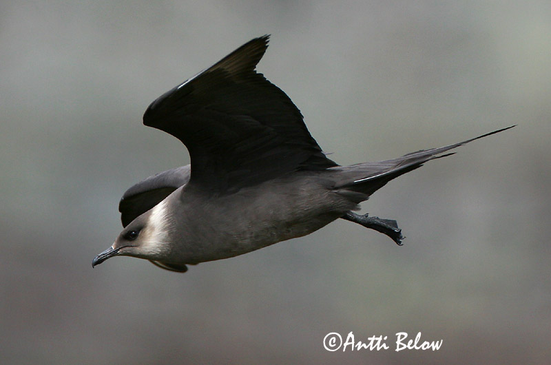 Avainsanat: Paràsit cuapunxegut Kleine jager Arctic Skua Parasitic Skua Söödikänn Merikihu Labbe parasite Schmarotzerraubmöwe Tyvjo Stercorarius parasiticus Págalo Parásito Labb Kustlabb