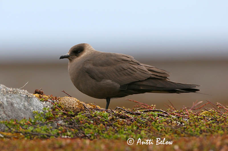 Avainsanat: Paràsit cuapunxegut Kleine jager Arctic Skua Parasitic Skua Söödikänn Merikihu Labbe parasite Schmarotzerraubmöwe Tyvjo Stercorarius parasiticus Págalo Parásito Labb Kustlabb