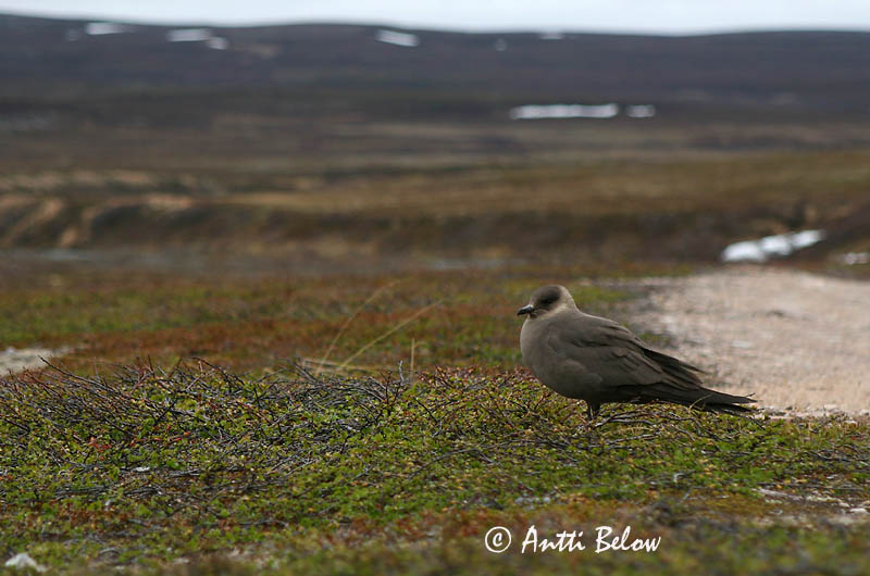 Avainsanat: Paràsit cuapunxegut Kleine jager Arctic Skua Parasitic Skua Söödikänn Merikihu Labbe parasite Schmarotzerraubmöwe Tyvjo Stercorarius parasiticus Págalo Parásito Labb Kustlabb
