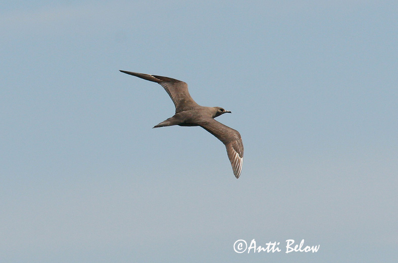 Avainsanat: Paràsit cuapunxegut Kleine jager Arctic Skua Parasitic Skua Söödikänn Merikihu Labbe parasite Schmarotzerraubmöwe Tyvjo Stercorarius parasiticus Págalo Parásito Labb Kustlabb