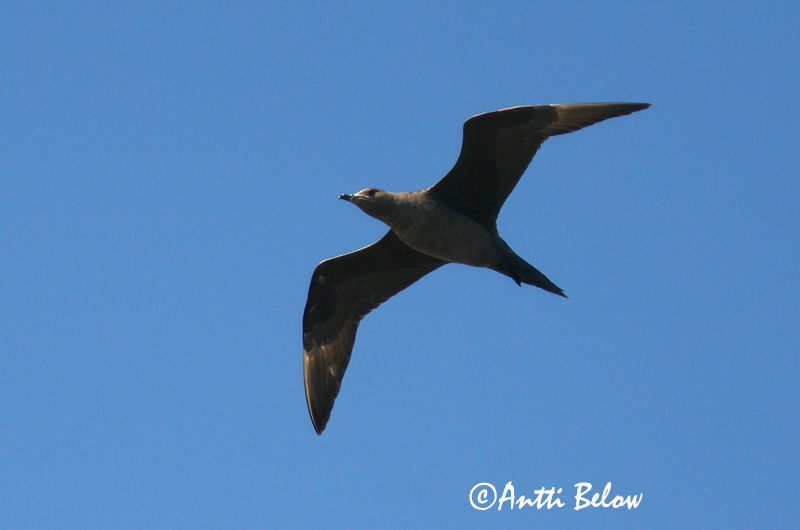Avainsanat: Paràsit cuapunxegut Kleine jager Arctic Skua Parasitic Skua Söödikänn Merikihu Labbe parasite Schmarotzerraubmöwe Tyvjo Stercorarius parasiticus Págalo Parásito Labb Kustlabb