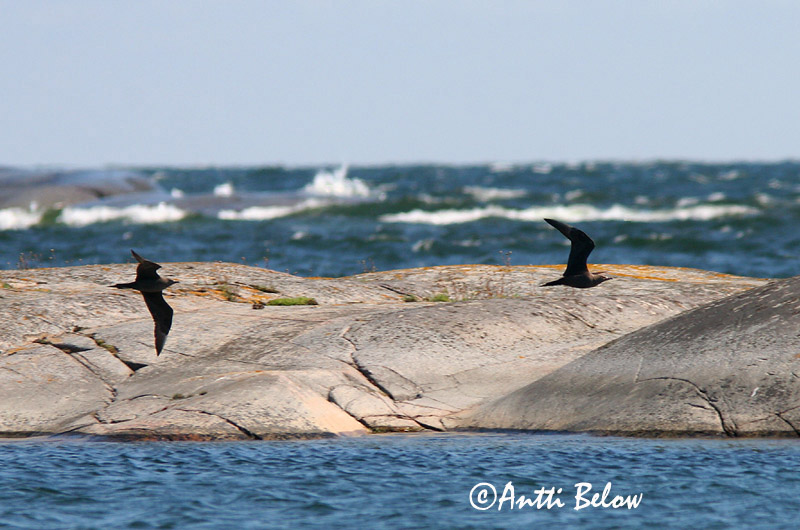 Avainsanat: Paràsit cuapunxegut Kleine jager Arctic Skua Parasitic Skua Söödikänn Merikihu Labbe parasite Schmarotzerraubmöwe Tyvjo Stercorarius parasiticus Págalo Parásito Labb Kustlabb