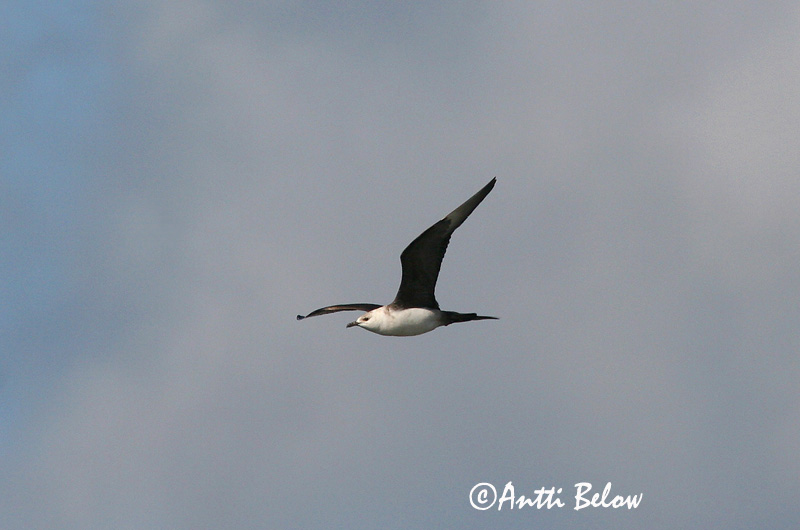 Avainsanat: Paràsit cuapunxegut Kleine jager Arctic Skua Parasitic Skua Söödikänn Merikihu Labbe parasite Schmarotzerraubmöwe Tyvjo Stercorarius parasiticus Págalo Parásito Labb Kustlabb