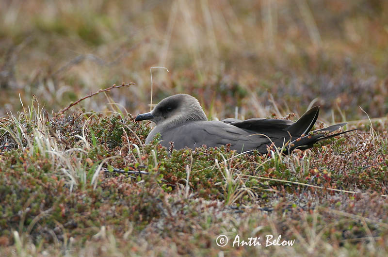 Avainsanat: Paràsit cuapunxegut Kleine jager Arctic Skua Parasitic Skua Söödikänn Merikihu Labbe parasite Schmarotzerraubmöwe Tyvjo Stercorarius parasiticus Págalo Parásito Labb Kustlabb