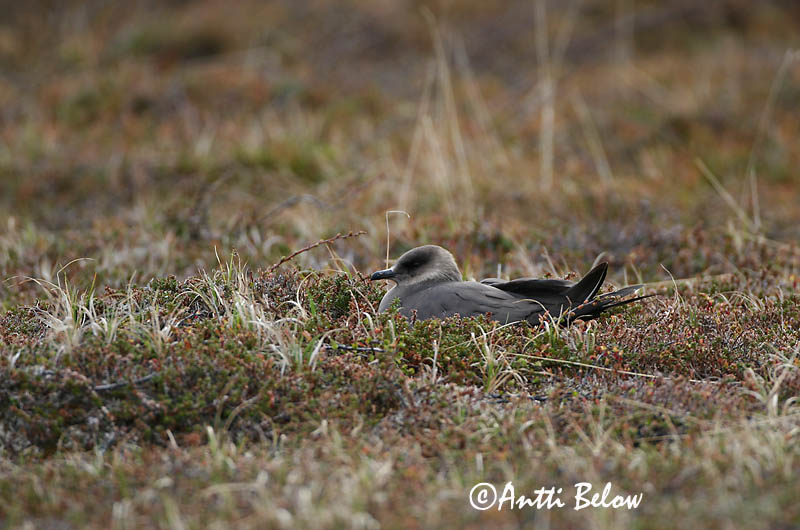 Avainsanat: Paràsit cuapunxegut Kleine jager Arctic Skua Parasitic Skua Söödikänn Merikihu Labbe parasite Schmarotzerraubmöwe Tyvjo Stercorarius parasiticus Págalo Parásito Labb Kustlabb