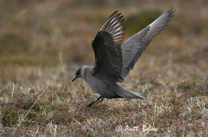 Avainsanat: Paràsit cuapunxegut Kleine jager Arctic Skua Parasitic Skua Söödikänn Merikihu Labbe parasite Schmarotzerraubmöwe Tyvjo Stercorarius parasiticus Págalo Parásito Labb Kustlabb