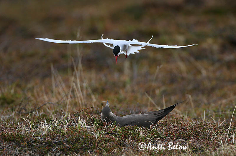 Avainsanat: Paràsit cuapunxegut Kleine jager Arctic Skua Parasitic Skua Söödikänn Merikihu Labbe parasite Schmarotzerraubmöwe Tyvjo Stercorarius parasiticus Págalo Parásito Labb Kustlabb