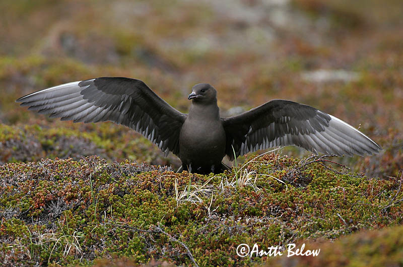 Avainsanat: Paràsit cuapunxegut Kleine jager Arctic Skua Parasitic Skua Söödikänn Merikihu Labbe parasite Schmarotzerraubmöwe Tyvjo Stercorarius parasiticus Págalo Parásito Labb Kustlabb