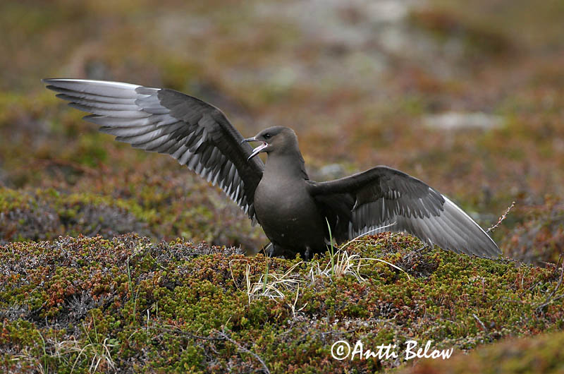 Avainsanat: Paràsit cuapunxegut Kleine jager Arctic Skua Parasitic Skua Söödikänn Merikihu Labbe parasite Schmarotzerraubmöwe Tyvjo Stercorarius parasiticus Págalo Parásito Labb Kustlabb