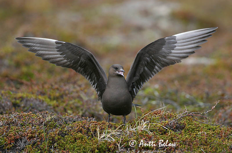 Avainsanat: Paràsit cuapunxegut Kleine jager Arctic Skua Parasitic Skua Söödikänn Merikihu Labbe parasite Schmarotzerraubmöwe Tyvjo Stercorarius parasiticus Págalo Parásito Labb Kustlabb