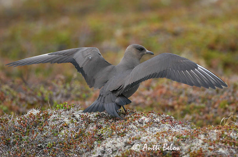 Avainsanat: Paràsit cuapunxegut Kleine jager Arctic Skua Parasitic Skua Söödikänn Merikihu Labbe parasite Schmarotzerraubmöwe Tyvjo Stercorarius parasiticus Págalo Parásito Labb Kustlabb