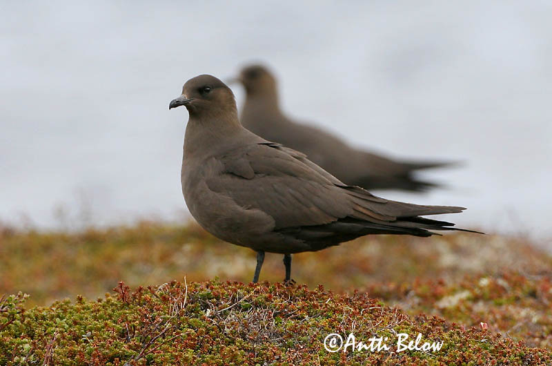 Avainsanat: Paràsit cuapunxegut Kleine jager Arctic Skua Parasitic Skua Söödikänn Merikihu Labbe parasite Schmarotzerraubmöwe Tyvjo Stercorarius parasiticus Págalo Parásito Labb Kustlabb