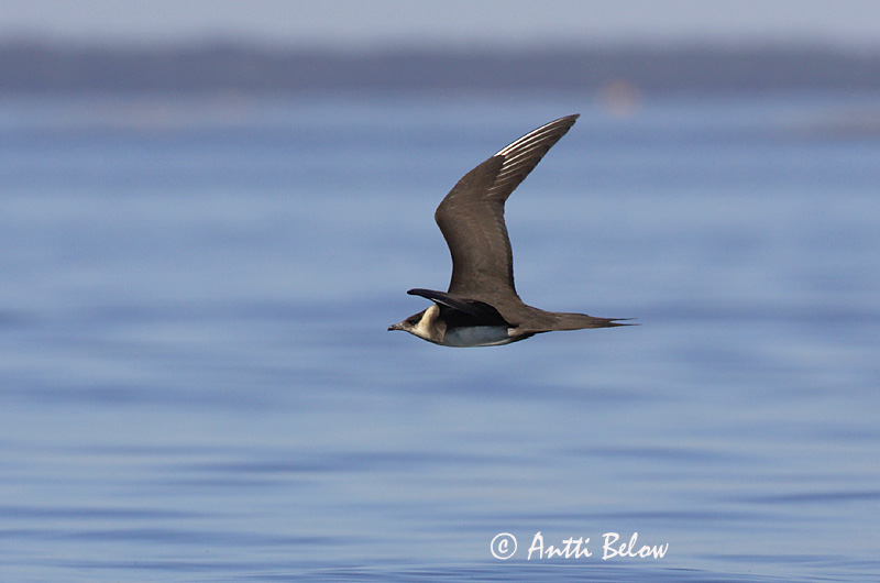 Avainsanat: Paràsit cuapunxegut Kleine jager Arctic Skua Parasitic Skua Söödikänn Merikihu Labbe parasite Schmarotzerraubmöwe Tyvjo Stercorarius parasiticus Págalo Parásito Labb Kustlabb
