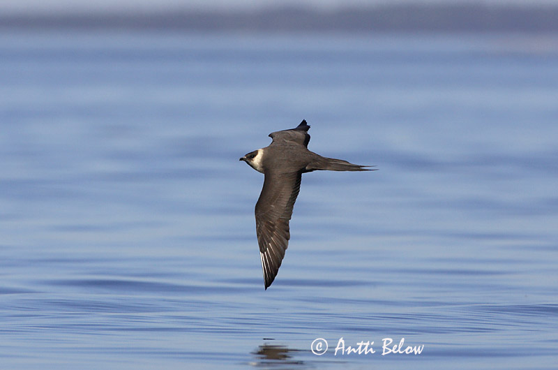Avainsanat: Paràsit cuapunxegut Kleine jager Arctic Skua Parasitic Skua Söödikänn Merikihu Labbe parasite Schmarotzerraubmöwe Tyvjo Stercorarius parasiticus Págalo Parásito Labb Kustlabb