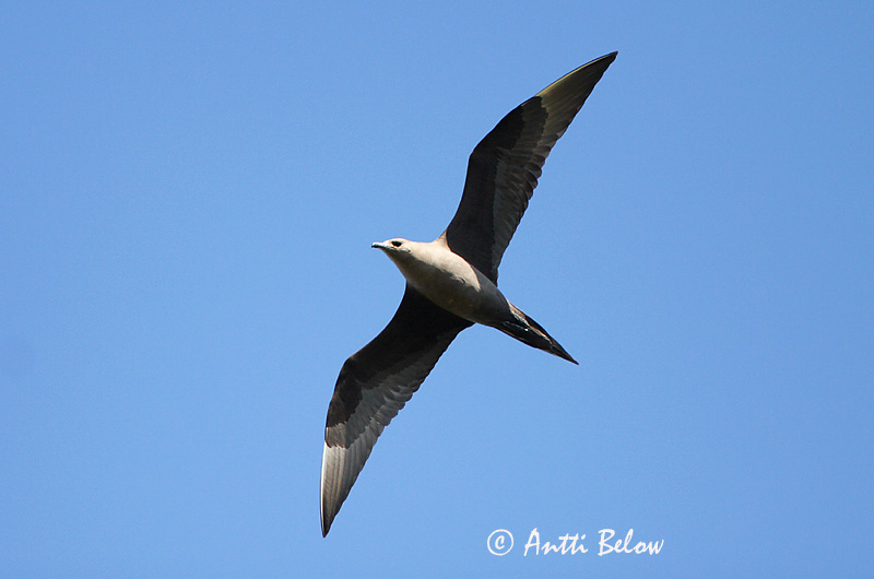 Avainsanat: Paràsit cuapunxegut Kleine jager Arctic Skua Parasitic Skua Söödikänn Merikihu Labbe parasite Schmarotzerraubmöwe Tyvjo Stercorarius parasiticus Págalo Parásito Labb Kustlabb