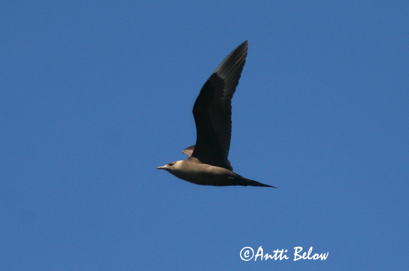 Avainsanat: Paràsit cuapunxegut Kleine jager Arctic Skua Parasitic Skua Söödikänn Merikihu Labbe parasite Schmarotzerraubmöwe Tyvjo Stercorarius parasiticus Págalo Parásito Labb Kustlabb
