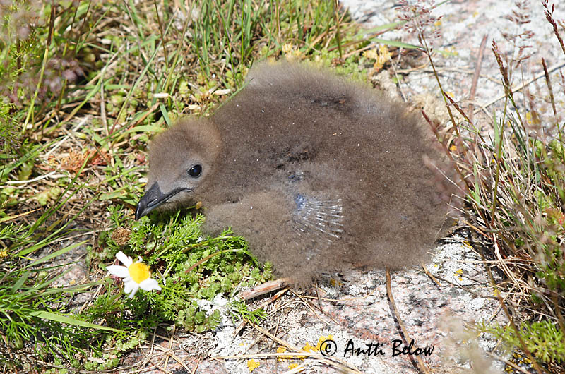 Avainsanat: Paràsit cuapunxegut Kleine jager Arctic Skua Parasitic Skua Söödikänn Merikihu Labbe parasite Schmarotzerraubmöwe Tyvjo Stercorarius parasiticus Págalo Parásito Labb Kustlabb