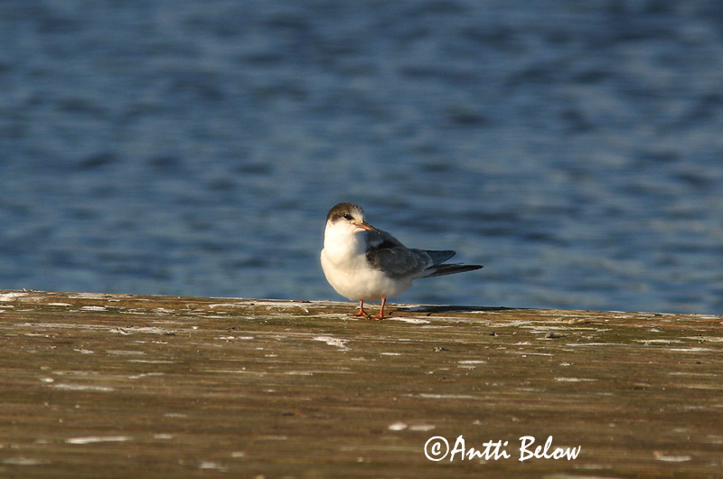 Avainsanat: Xatrac comú Fjordterne Visdiefje Common Tern Jõgitiir Kalatiira Sterne pierregarin Flußseeschwalbe Küszvágó csér Sílaþerna Makrellterne Andorinha-do-mar-comum Sterna hirundo Charrán Común Fisktärna