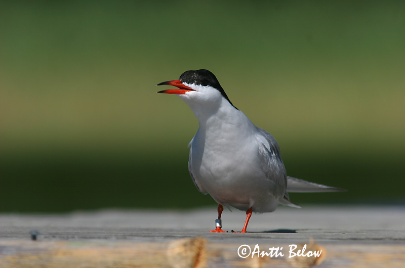 Avainsanat: Xatrac comú Fjordterne Visdiefje Common Tern Jõgitiir Kalatiira Sterne pierregarin Flußseeschwalbe Küszvágó csér Sílaþerna Makrellterne Andorinha-do-mar-comum Sterna hirundo Charrán Común Fisktärna