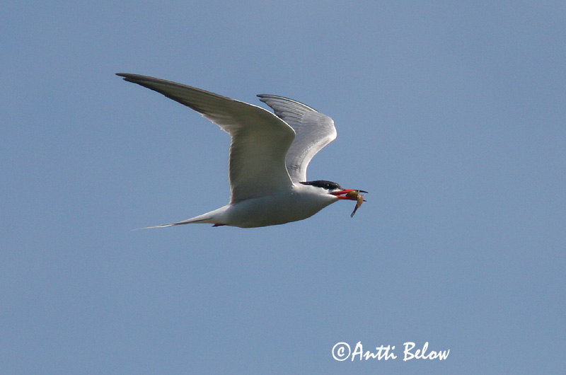 Avainsanat: Xatrac comú Fjordterne Visdiefje Common Tern Jõgitiir Kalatiira Sterne pierregarin Flußseeschwalbe Küszvágó csér Sílaþerna Makrellterne Andorinha-do-mar-comum Sterna hirundo Charrán Común Fisktärna