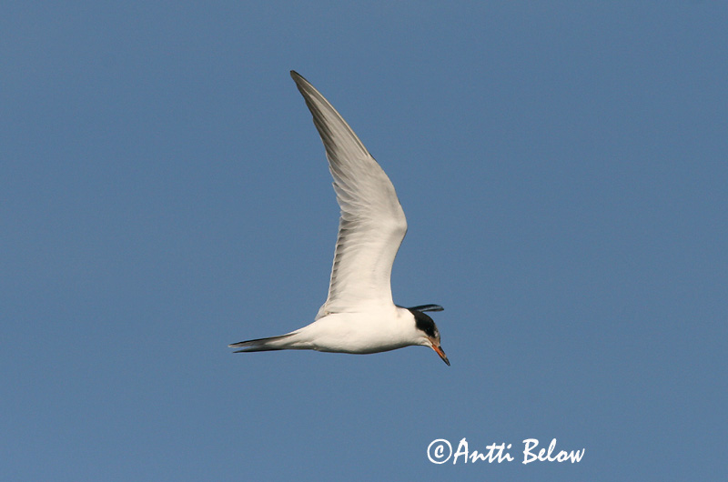 Avainsanat: Xatrac comú Fjordterne Visdiefje Common Tern Jõgitiir Kalatiira Sterne pierregarin Flußseeschwalbe Küszvágó csér Sílaþerna Makrellterne Andorinha-do-mar-comum Sterna hirundo Charrán Común Fisktärna