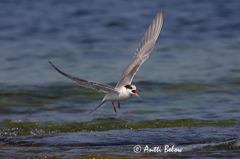 Avainsanat: Xatrac comú Fjordterne Visdiefje Common Tern Jõgitiir Kalatiira Sterne pierregarin Flußseeschwalbe Küszvágó csér Sílaþerna Makrellterne Andorinha-do-mar-comum Sterna hirundo Charrán Común Fisktärna