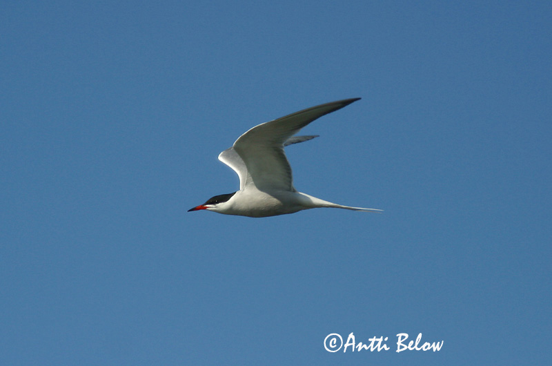 Avainsanat: Xatrac comú Fjordterne Visdiefje Common Tern Jõgitiir Kalatiira Sterne pierregarin Flußseeschwalbe Küszvágó csér Sílaþerna Makrellterne Andorinha-do-mar-comum Sterna hirundo Charrán Común Fisktärna