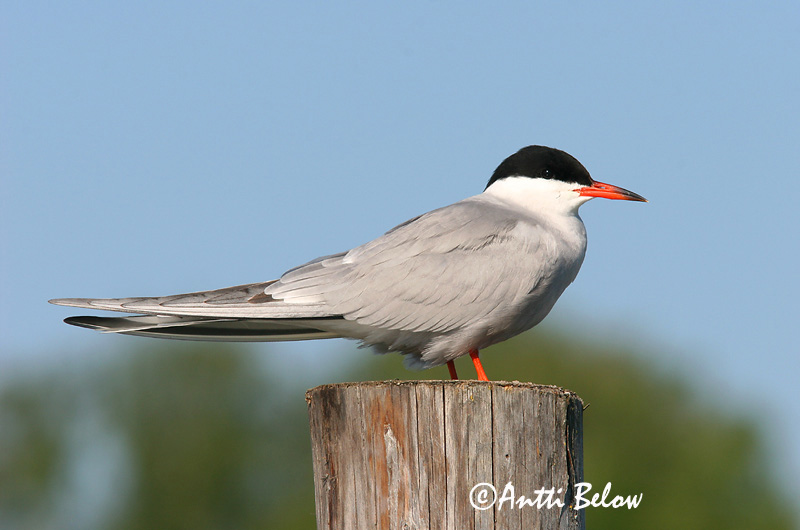 Avainsanat: Xatrac comú Fjordterne Visdiefje Common Tern Jõgitiir Kalatiira Sterne pierregarin Flußseeschwalbe Küszvágó csér Sílaþerna Makrellterne Andorinha-do-mar-comum Sterna hirundo Charrán Común Fisktärna
