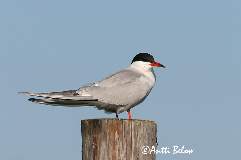 Avainsanat: Xatrac comú Fjordterne Visdiefje Common Tern Jõgitiir Kalatiira Sterne pierregarin Flußseeschwalbe Küszvágó csér Sílaþerna Makrellterne Andorinha-do-mar-comum Sterna hirundo Charrán Común Fisktärna
