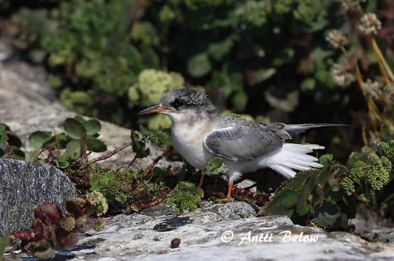 Avainsanat: Xatrac comú Fjordterne Visdiefje Common Tern Jõgitiir Kalatiira Sterne pierregarin Flußseeschwalbe Küszvágó csér Sílaþerna Makrellterne Andorinha-do-mar-comum Sterna hirundo Charrán Común Fisktärna