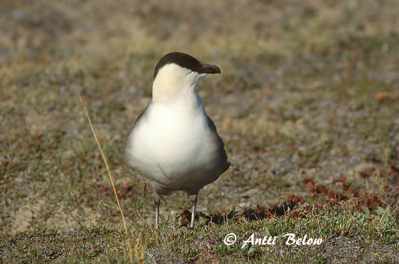 Avainsanat: Paràsit cuallarg Lille kjove Kleinste jager Long-tailed Jaeger Long-tailed Skua Pikksaba-änn Tunturikihu Labbe à longue queue Falkenraubmöwe Nyílfarkú halfarkas Fjallkjói Fjelljo Moleiro-de-cauda-comprida Stercorarius longicaudus Págalo Rabero Fj�