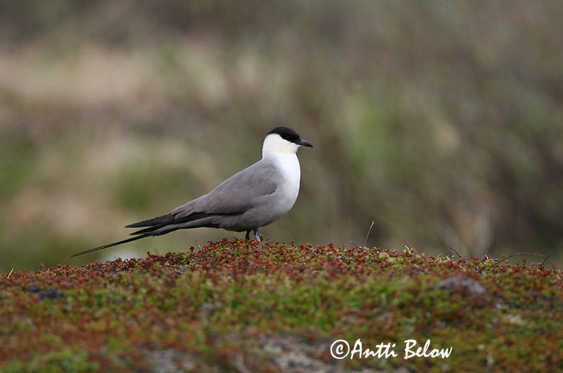 Avainsanat: Paràsit cuallarg Lille kjove Kleinste jager Long-tailed Jaeger Long-tailed Skua Pikksaba-änn Tunturikihu Labbe à longue queue Falkenraubmöwe Nyílfarkú halfarkas Fjallkjói Fjelljo Moleiro-de-cauda-comprida Stercorarius longicaudus Págalo Rabero Fj�