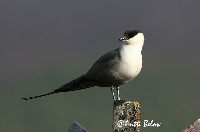 Avainsanat: Paràsit cuallarg Lille kjove Kleinste jager Long-tailed Jaeger Long-tailed Skua Pikksaba-änn Tunturikihu Labbe à longue queue Falkenraubmöwe Nyílfarkú halfarkas Fjallkjói Fjelljo Moleiro-de-cauda-comprida Stercorarius longicaudus Págalo Rabero Fj�