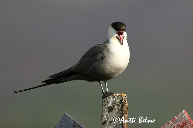 Avainsanat: Paràsit cuallarg Lille kjove Kleinste jager Long-tailed Jaeger Long-tailed Skua Pikksaba-änn Tunturikihu Labbe à longue queue Falkenraubmöwe Nyílfarkú halfarkas Fjallkjói Fjelljo Moleiro-de-cauda-comprida Stercorarius longicaudus Págalo Rabero Fj�