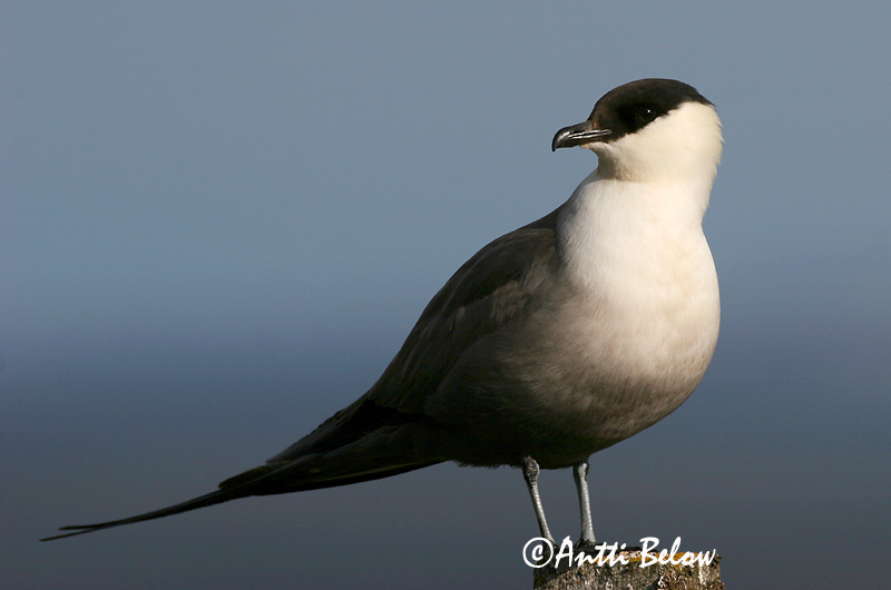 Avainsanat: Paràsit cuallarg Lille kjove Kleinste jager Long-tailed Jaeger Long-tailed Skua Pikksaba-änn Tunturikihu Labbe à longue queue Falkenraubmöwe Nyílfarkú halfarkas Fjallkjói Fjelljo Moleiro-de-cauda-comprida Stercorarius longicaudus Págalo Rabero Fj�