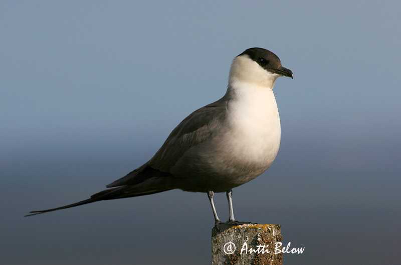 Avainsanat: Paràsit cuallarg Lille kjove Kleinste jager Long-tailed Jaeger Long-tailed Skua Pikksaba-änn Tunturikihu Labbe à longue queue Falkenraubmöwe Nyílfarkú halfarkas Fjallkjói Fjelljo Moleiro-de-cauda-comprida Stercorarius longicaudus Págalo Rabero Fj�