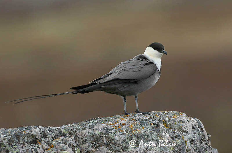 Avainsanat: Paràsit cuallarg Lille kjove Kleinste jager Long-tailed Jaeger Long-tailed Skua Pikksaba-änn Tunturikihu Labbe à longue queue Falkenraubmöwe Nyílfarkú halfarkas Fjallkjói Fjelljo Moleiro-de-cauda-comprida Stercorarius longicaudus Págalo Rabero Fj�