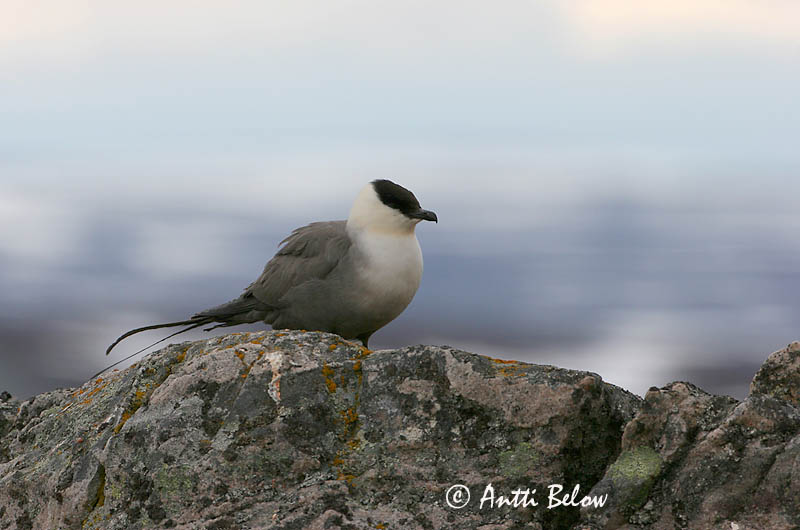 Avainsanat: Paràsit cuallarg Lille kjove Kleinste jager Long-tailed Jaeger Long-tailed Skua Pikksaba-änn Tunturikihu Labbe à longue queue Falkenraubmöwe Nyílfarkú halfarkas Fjallkjói Fjelljo Moleiro-de-cauda-comprida Stercorarius longicaudus Págalo Rabero Fj�
