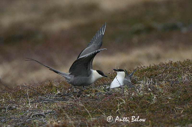 Avainsanat: Paràsit cuallarg Lille kjove Kleinste jager Long-tailed Jaeger Long-tailed Skua Pikksaba-änn Tunturikihu Labbe à longue queue Falkenraubmöwe Nyílfarkú halfarkas Fjallkjói Fjelljo Moleiro-de-cauda-comprida Stercorarius longicaudus Págalo Rabero Fj�