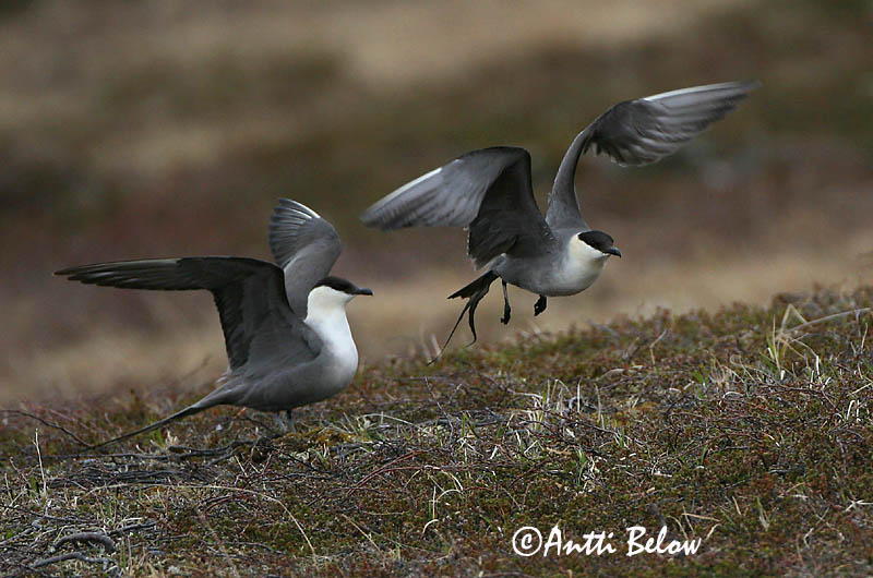 Avainsanat: Paràsit cuallarg Lille kjove Kleinste jager Long-tailed Jaeger Long-tailed Skua Pikksaba-änn Tunturikihu Labbe à longue queue Falkenraubmöwe Nyílfarkú halfarkas Fjallkjói Fjelljo Moleiro-de-cauda-comprida Stercorarius longicaudus Págalo Rabero Fj�